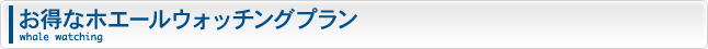 お得なホエールウォッチングプラン