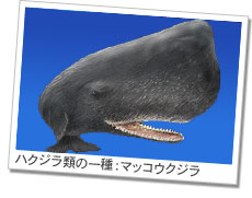 ハクジラ類の一種：マッコウクジラ