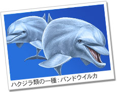 ハクジラ類の一種：バンドウイルカ