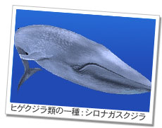 ヒゲクジラ類の一種：シロナガスクジラ