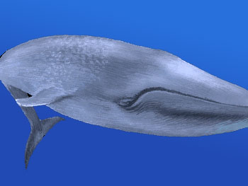 ナガスクジラ さ シロ 大き